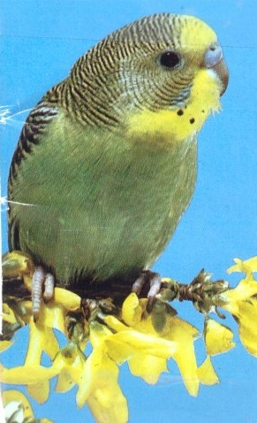 Image of a standard parakeet